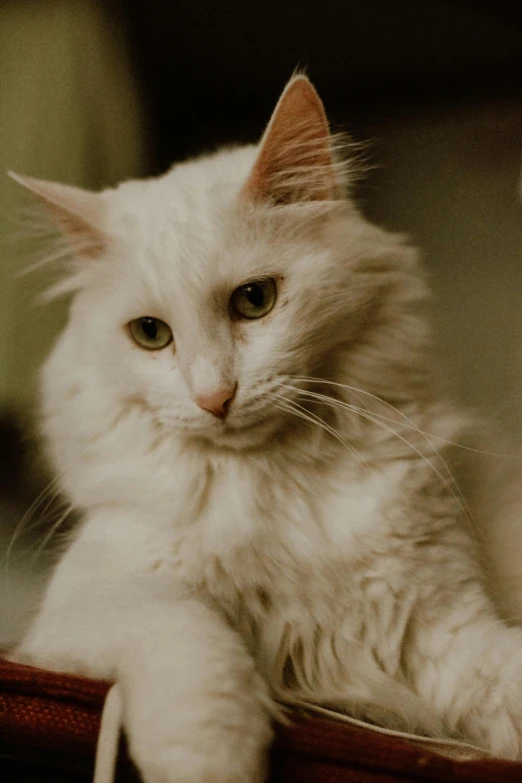 a fluffy white cat rests on a stool