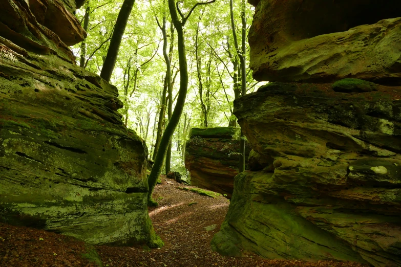 a green forest with green moss growing on rocks