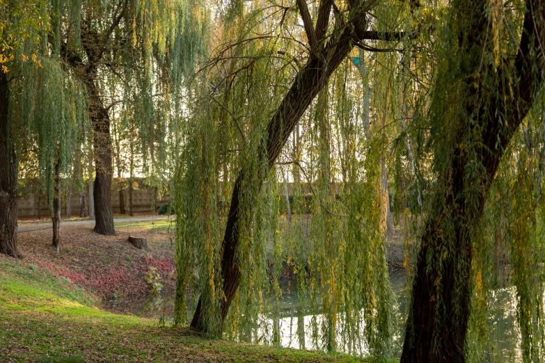 the water in the park is clear and very green