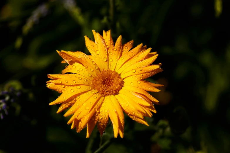 close up po of a yellow flower