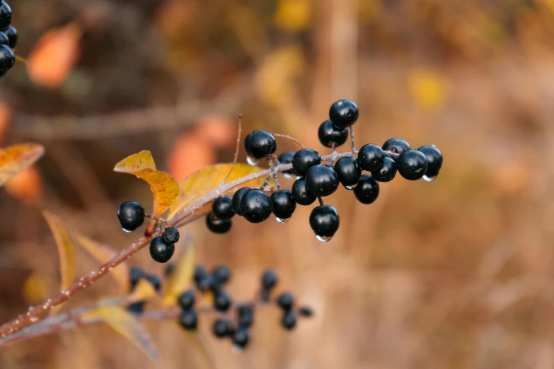 black berries hang on the tip of a plant