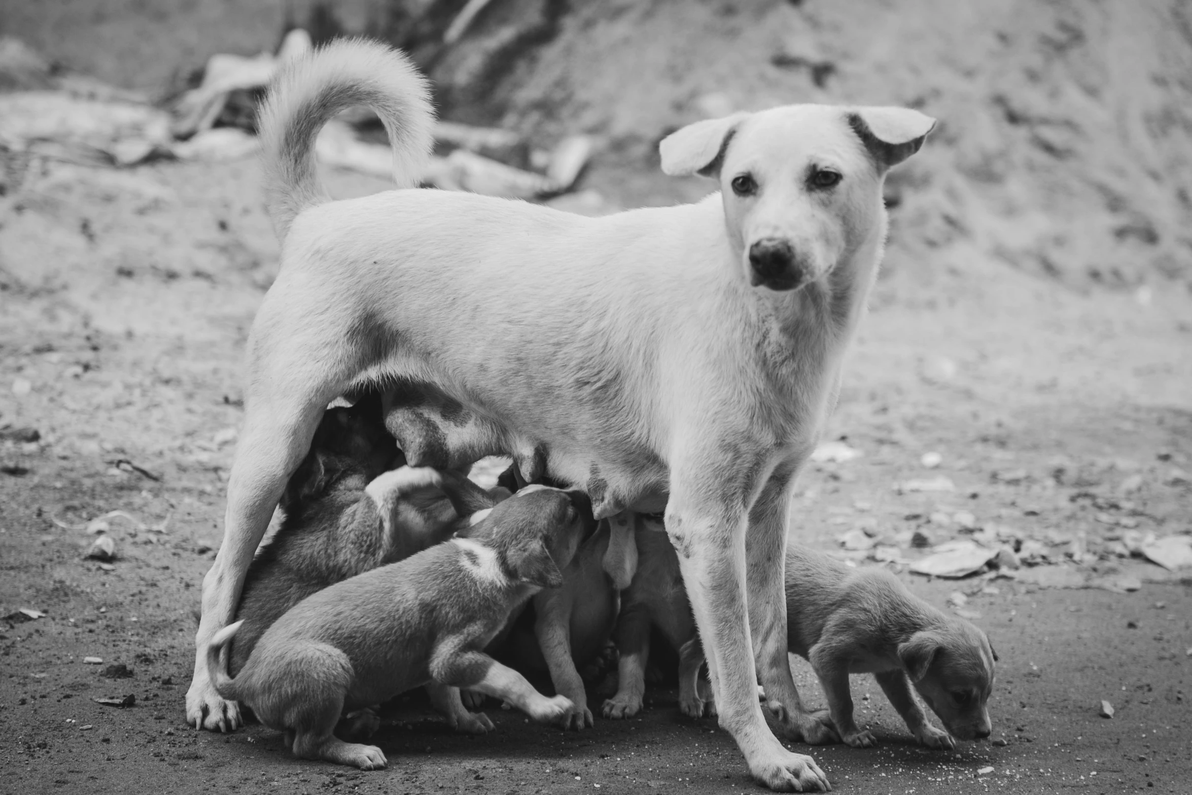 this dog is standing over the baby puppies