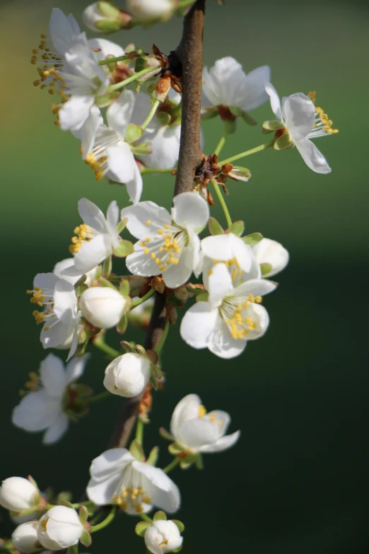 a bunch of white flowers sitting on top of a tree