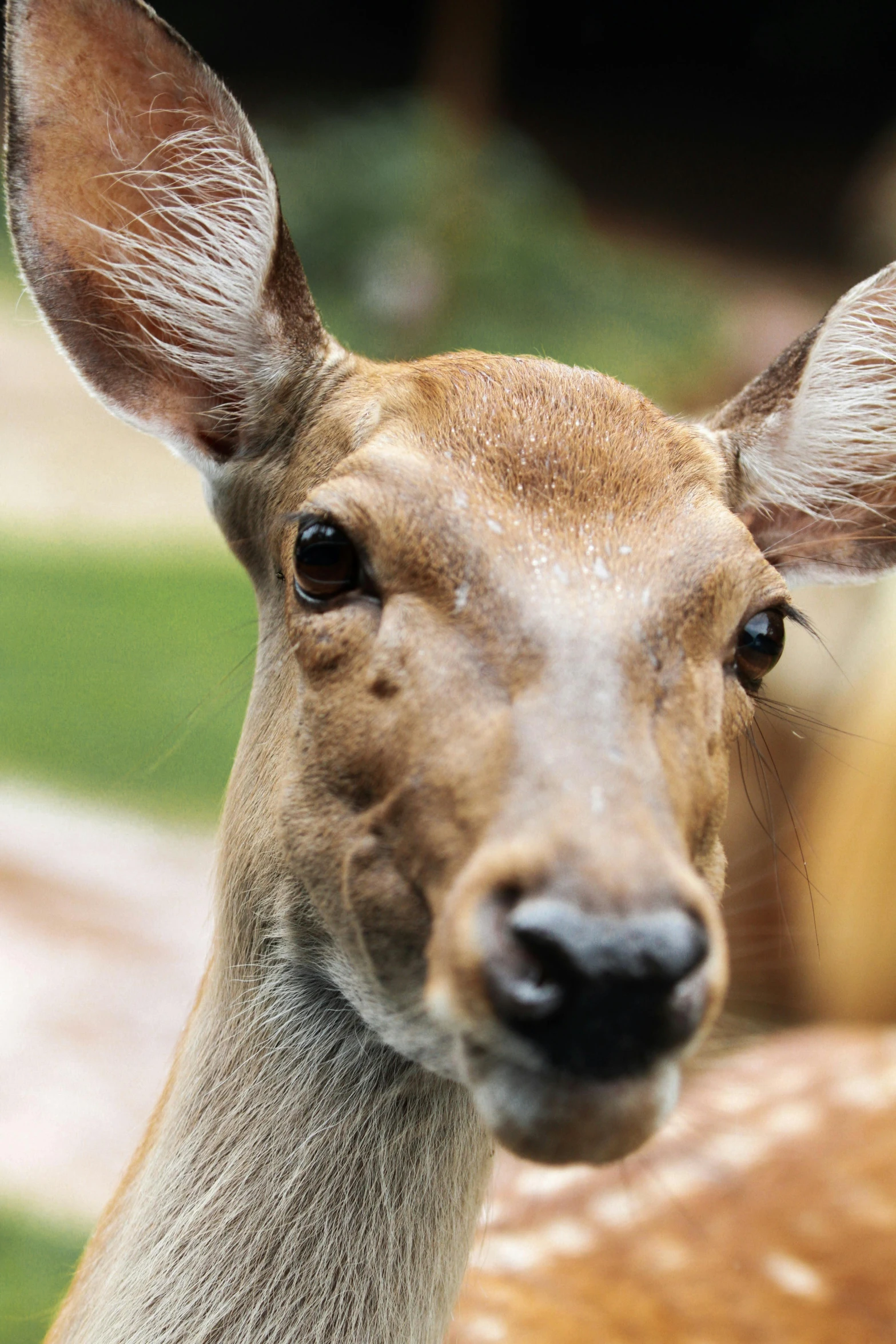 a close up po of a deer's face and ears
