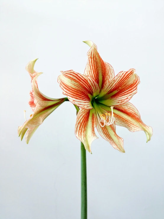 a flower on a stalk with one flower in the middle