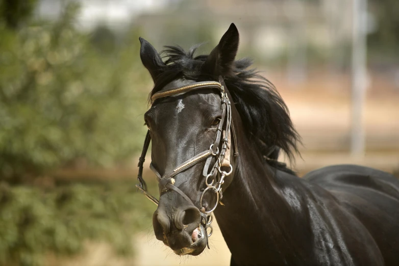 black horse with blond mane posing for pograph