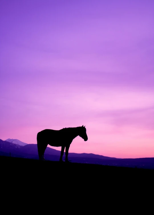 a horse standing alone during the day with purple sky and mountains in the background