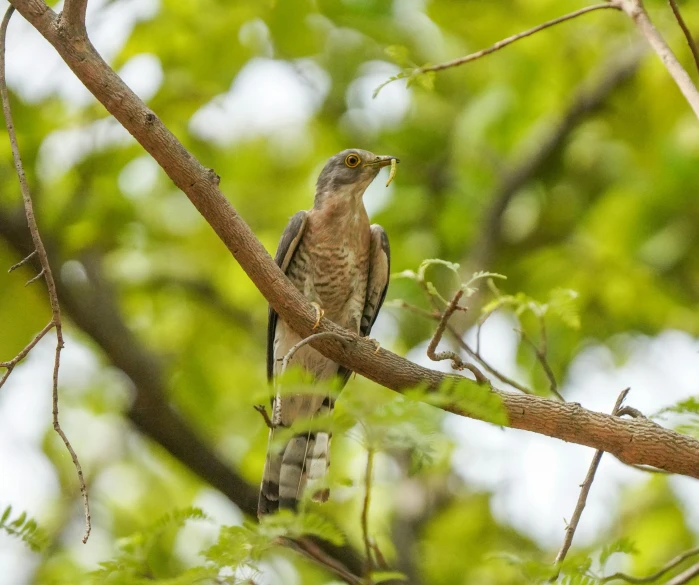 a hawk sitting on a nch eating soing