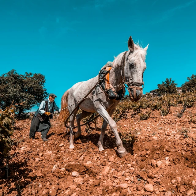 a person with a horse on the side of a hill