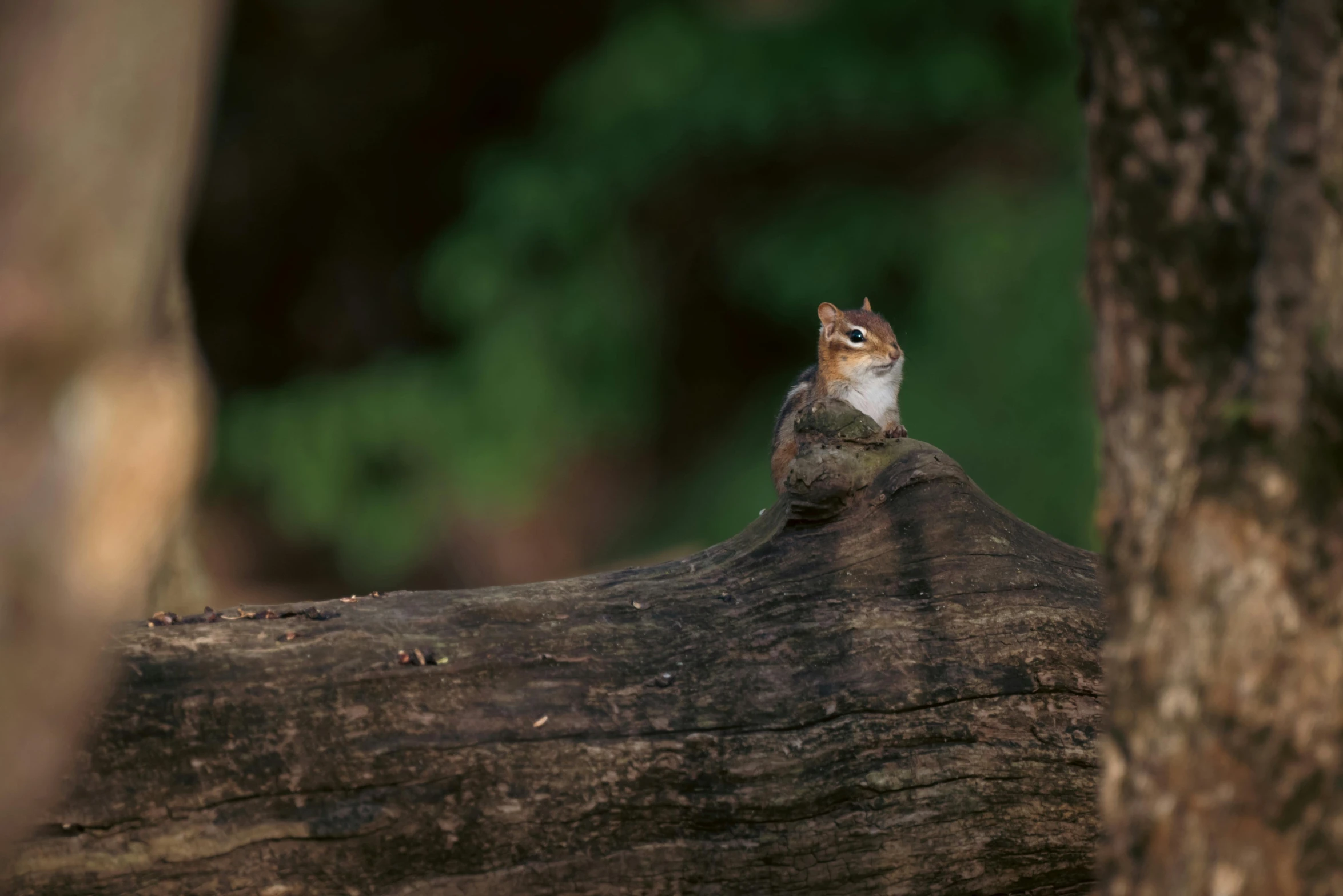 there is a squirrel perched on top of a tree log