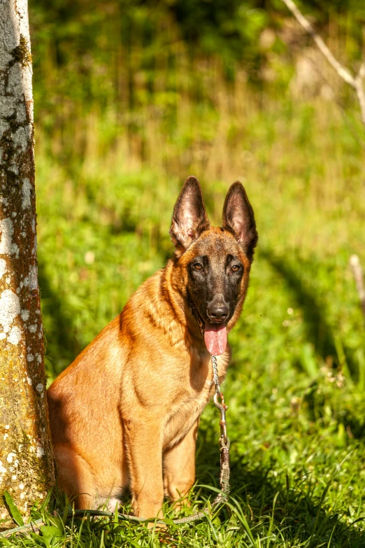 small dog sits by a tree with his tongue hanging out