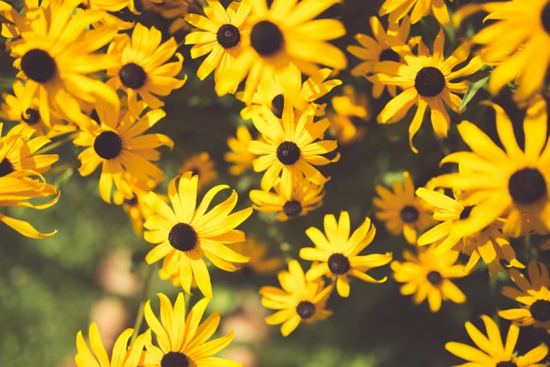 yellow flowers are in full bloom and green leaves