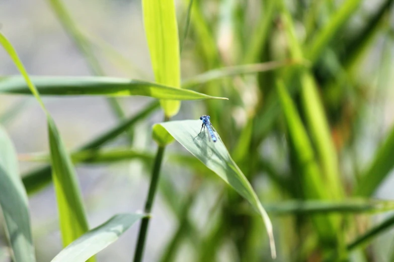 a little bug that is on some green grass