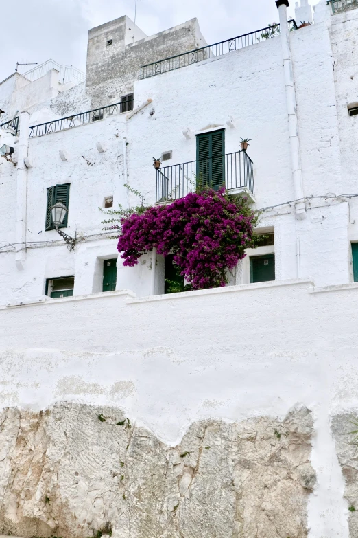 a white building with a purple flowering plant