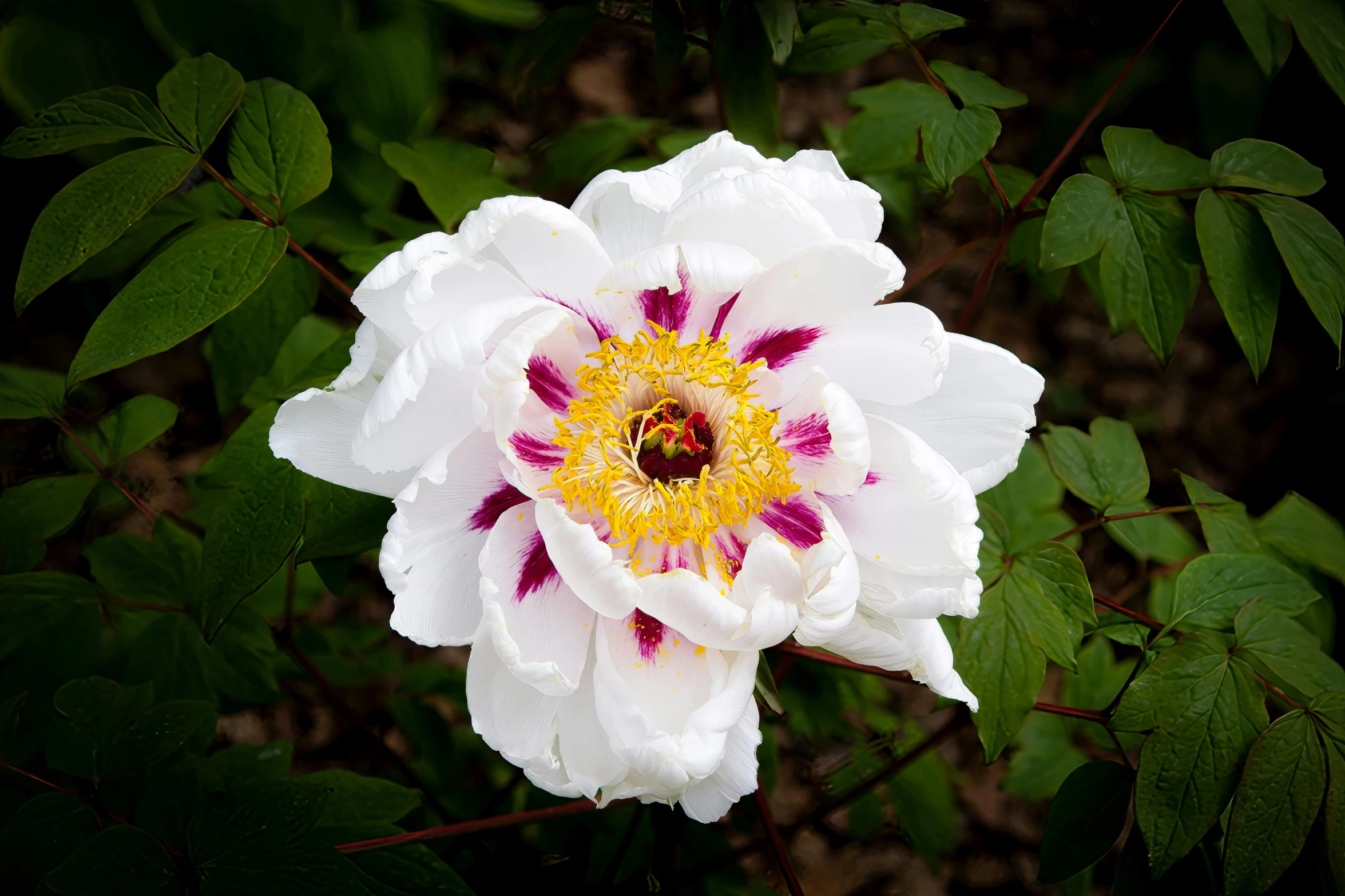 the center of a white and purple flower with green leaves