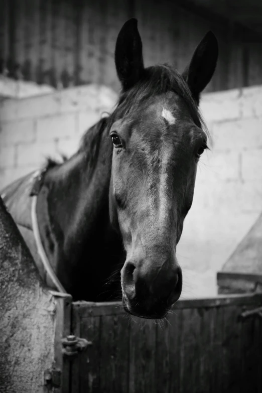 a horse that is looking through the gate