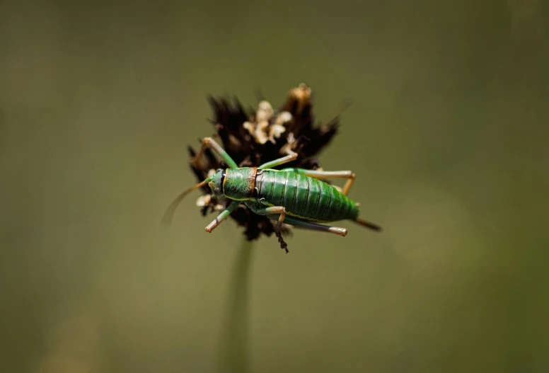 the green insect is on a black flower