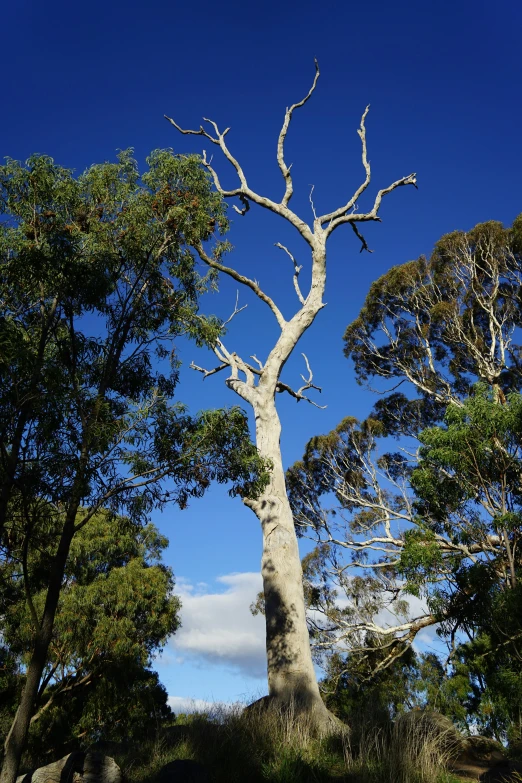 large tree without leaves standing tall on hillside with clear sky