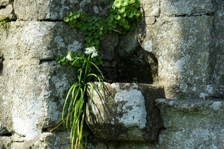 a bunch of green plants growing out of rocks