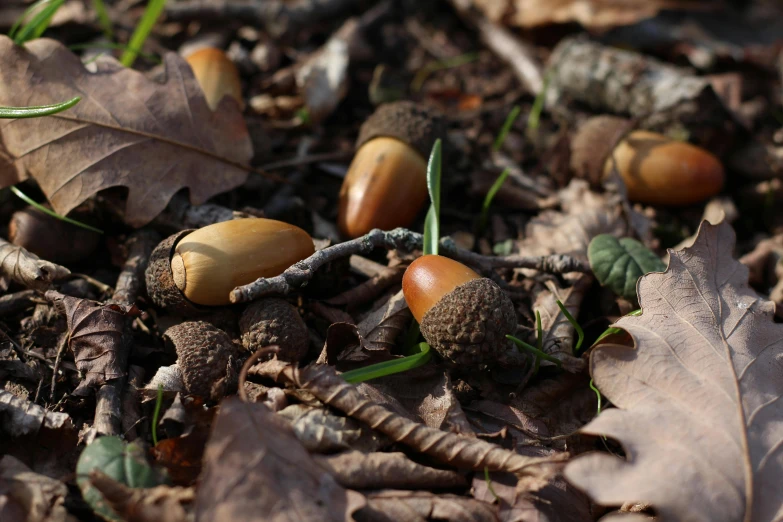 an assortment of brown fruit sitting on the ground