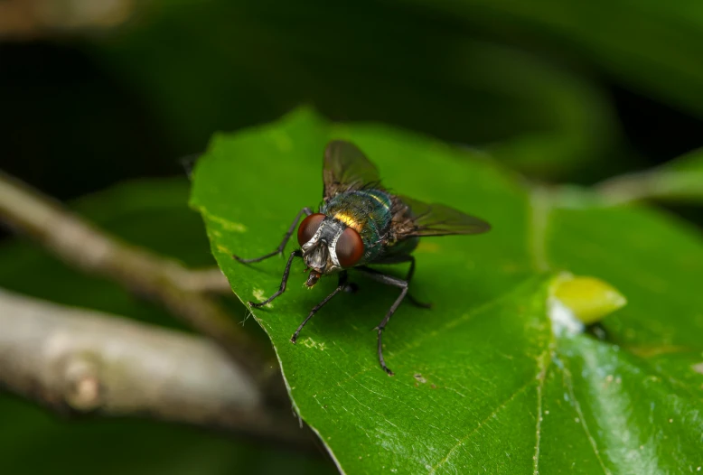 a fly sitting on top of a green leaf