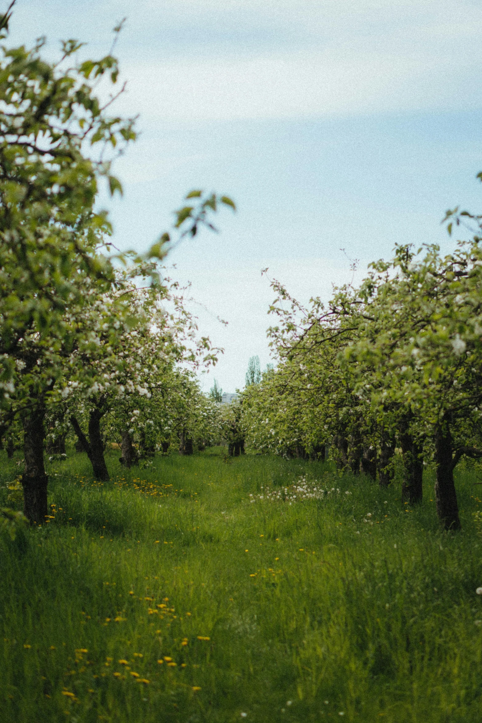 an orchard that has many trees in it