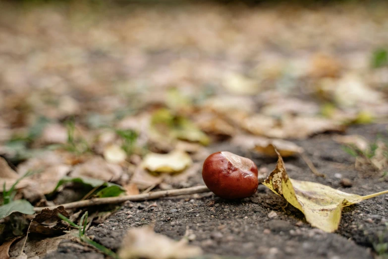 a small group of fruits left on the ground