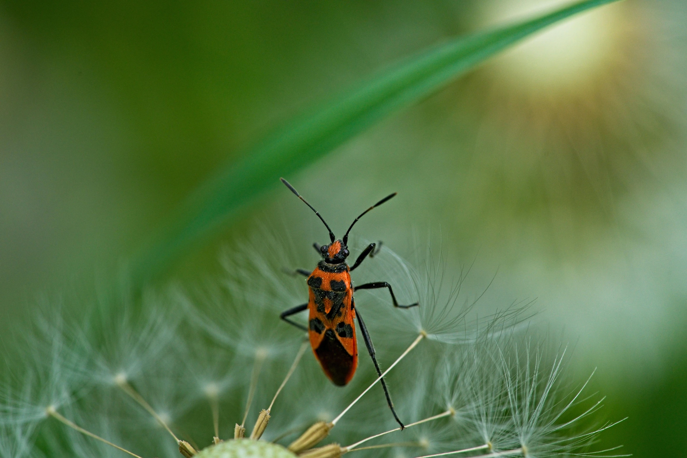 a brown bug sits on a green flower