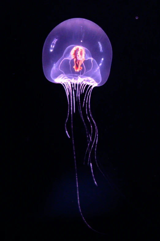 a purple jellyfish with long tentacles and large head