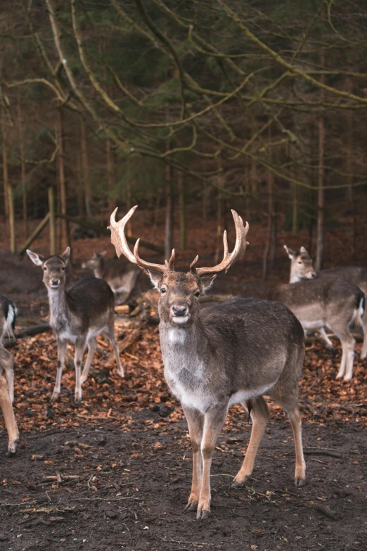 a herd of deer walking along a dry grass covered forest