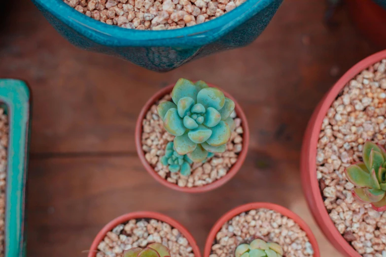 small cacti with green leaves in a blue pot