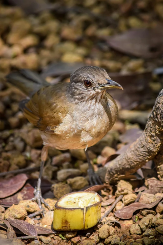 a small brown bird standing on rocky ground