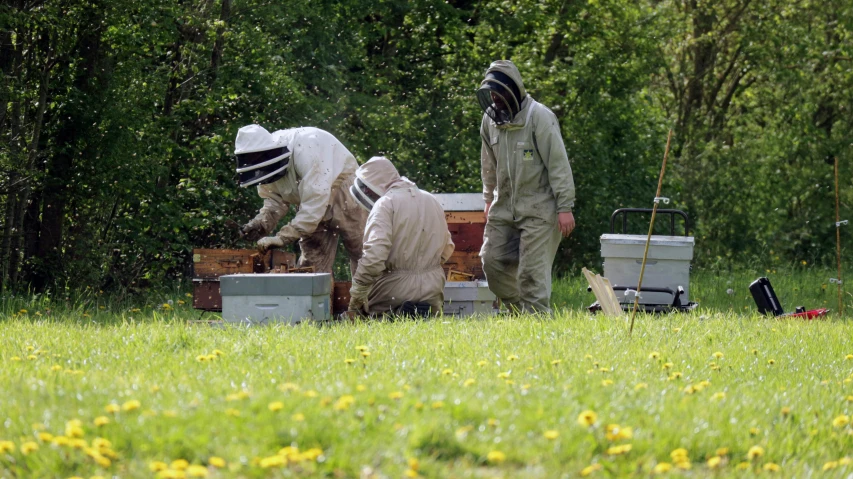 the beekeepers are trying to get honey from their hive box