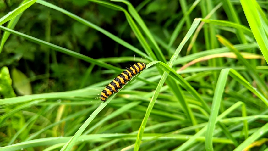 the caterpillar is laying on some long grass