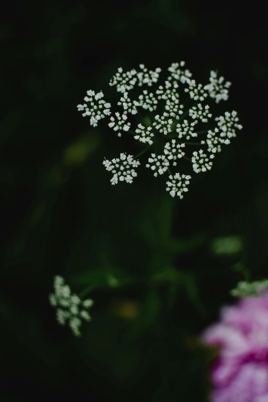 closeup po of small white flowers in front of a dark background