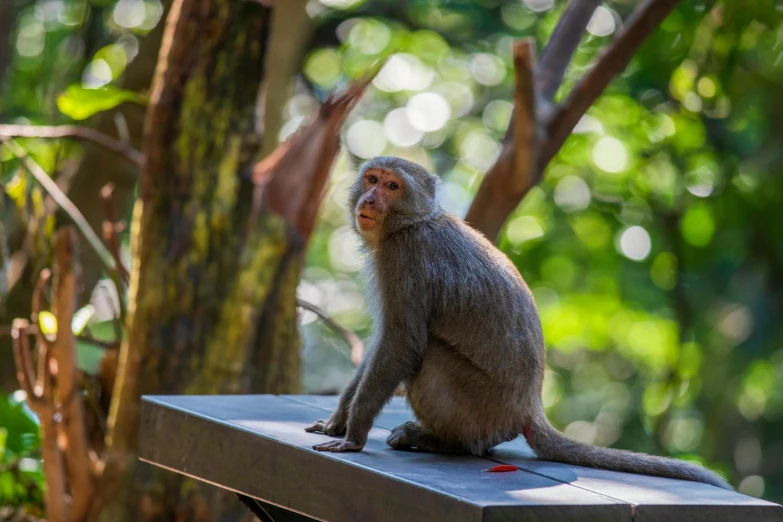 a monkey sitting on a cement slab