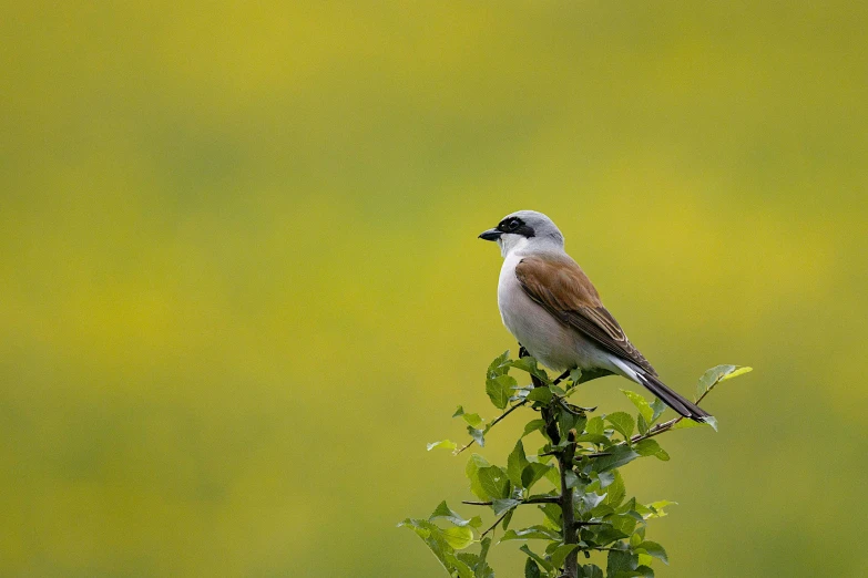 a bird that is sitting on a small tree nch