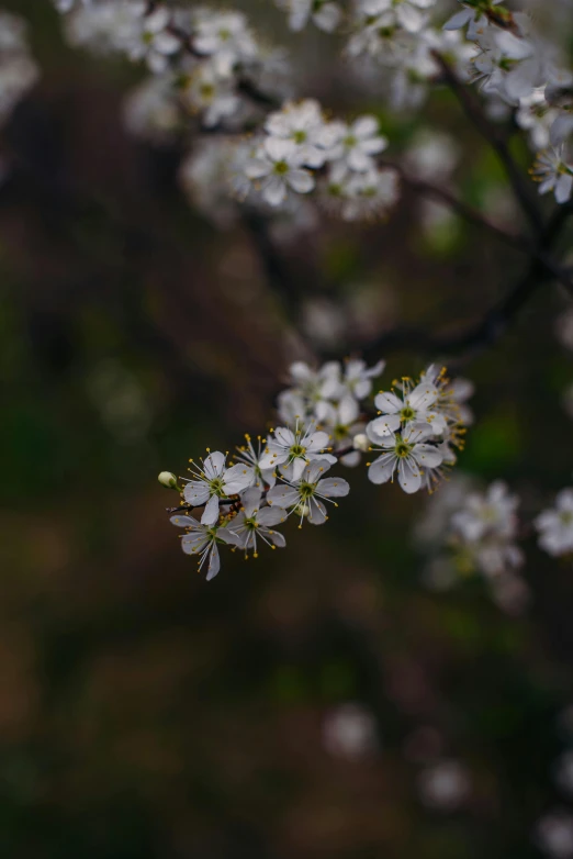 several small white flowers in a tree with leaves