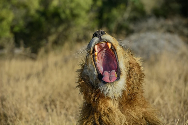 a small animal with it's mouth open in a field