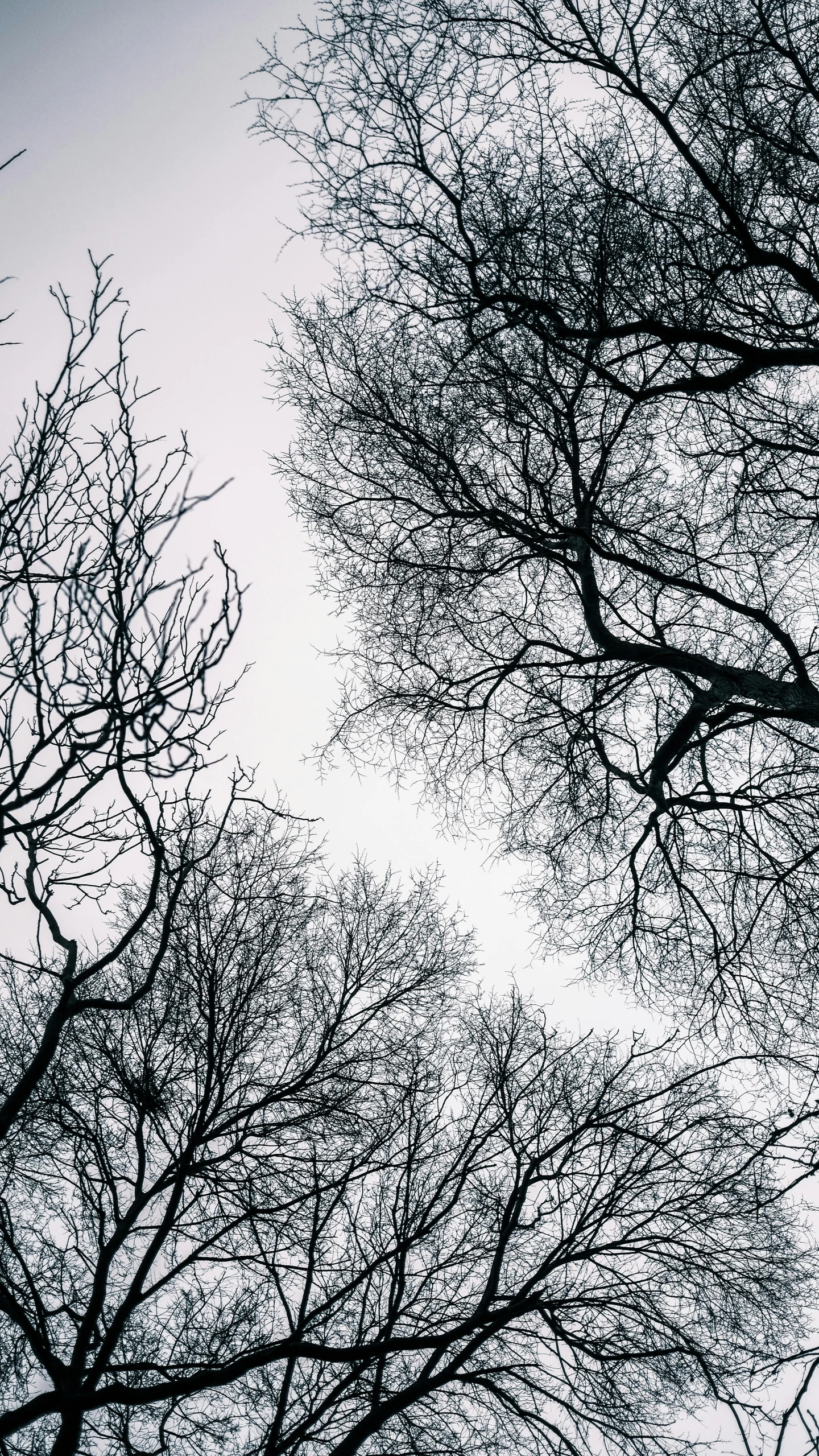 the silhouettes of a few birds on trees against a gray sky