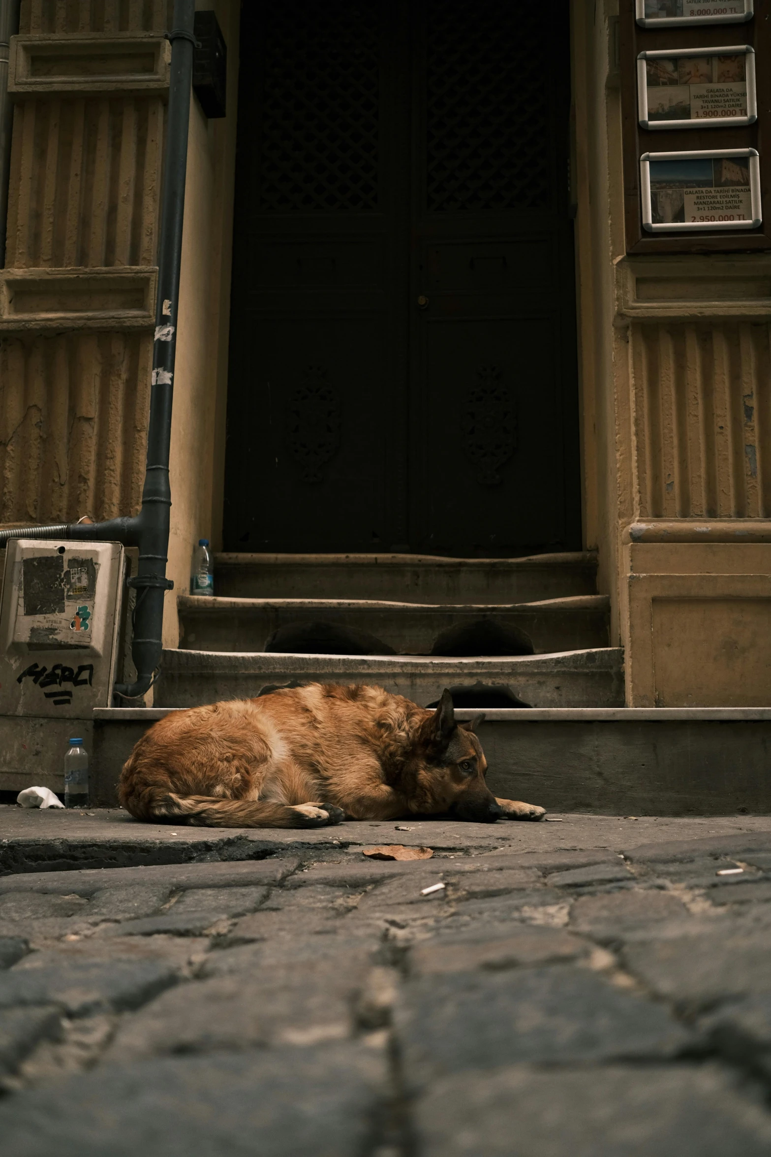 a brown cat lays on a sidewalk in front of an old building