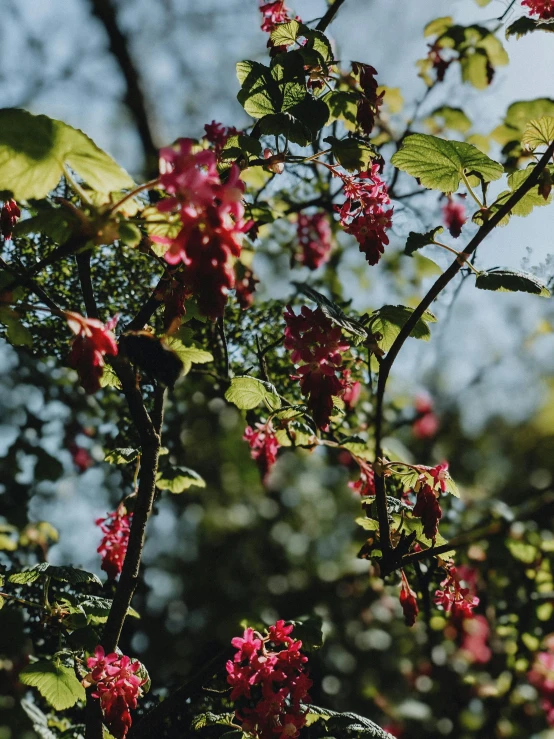 there is a tree that has many pink flowers