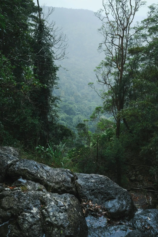 a scenic view of rocky terrain and forest