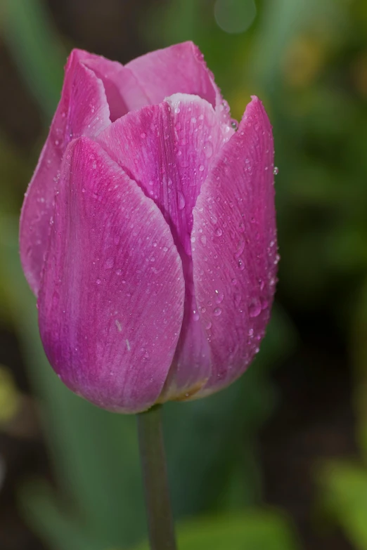 a single purple tulip with dew on it