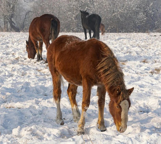 three horses in the snow eating in the distance