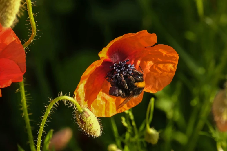 an orange flower with a yellow center in the grass