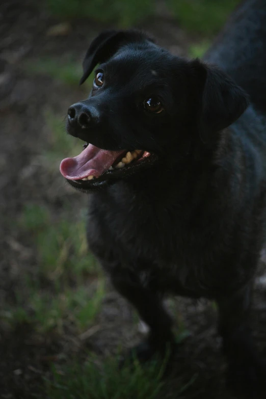 a black dog standing on top of a dirt road