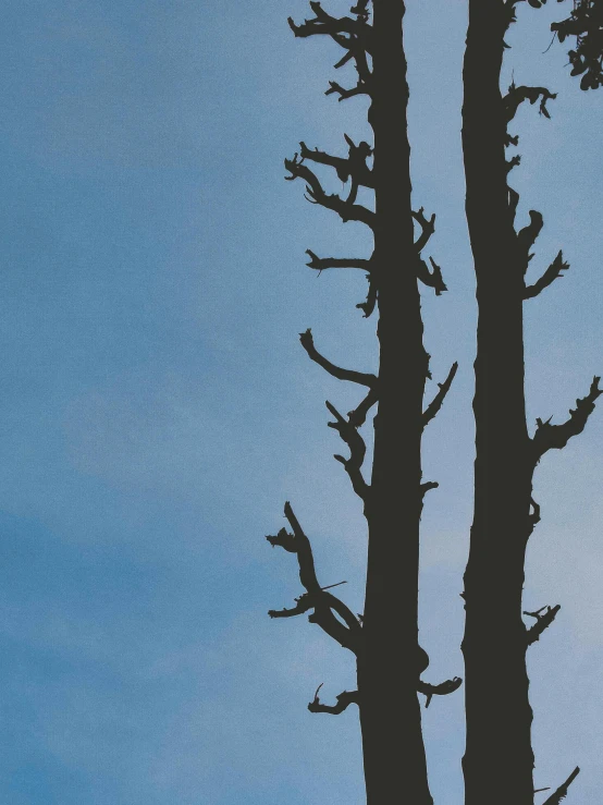 two tall pine trees with no leaves under the blue sky