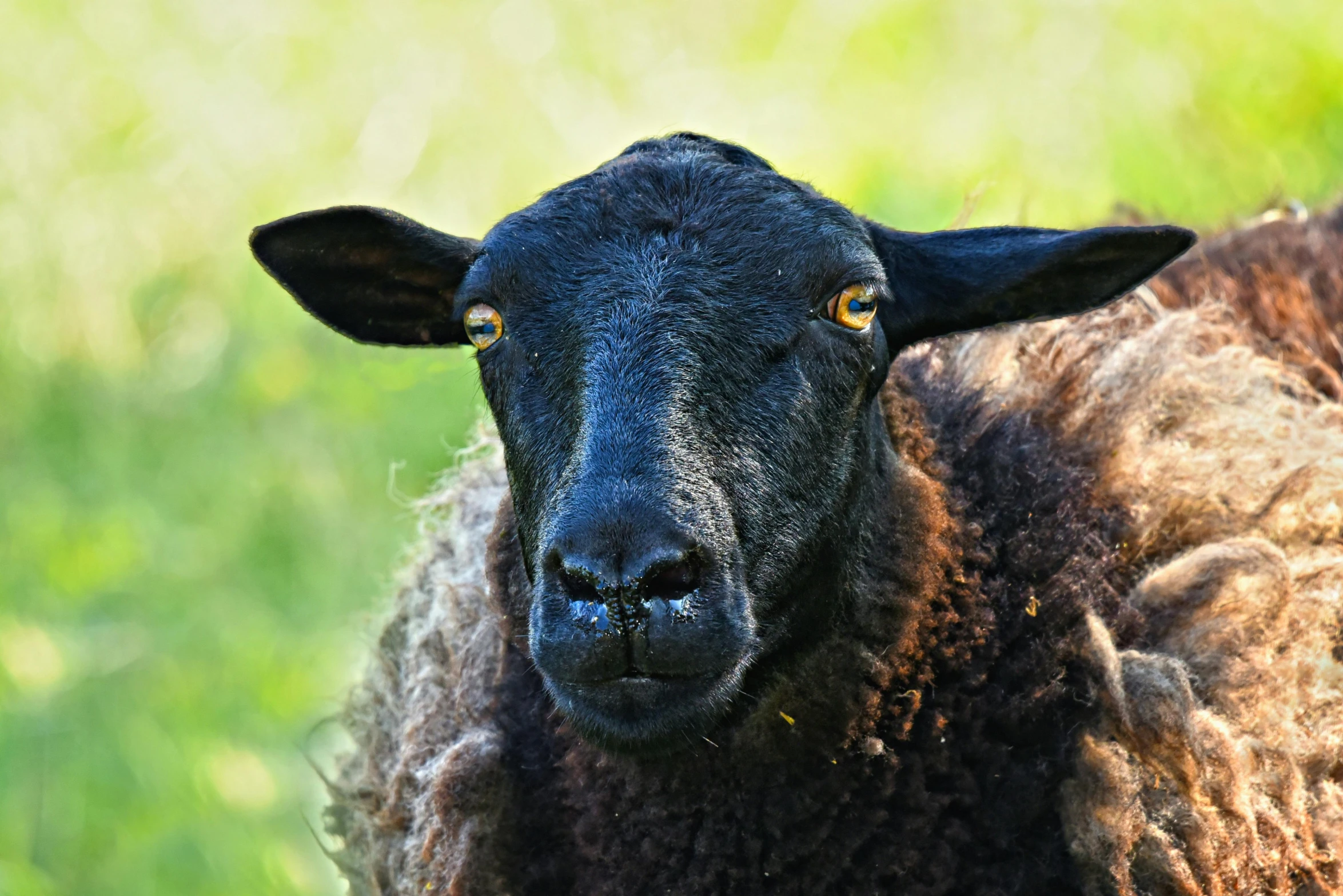 close up view of a black sheep in the pasture