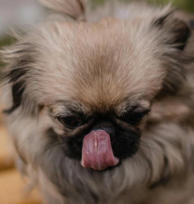 this dog is looking straight ahead with its tongue out